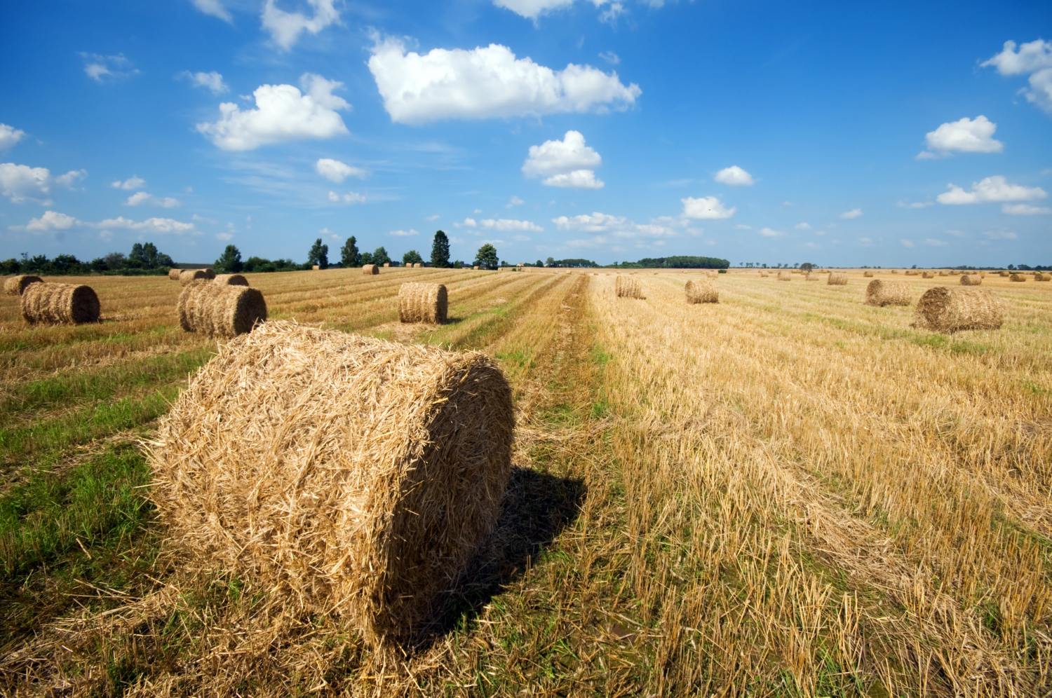 Baler Belts crops